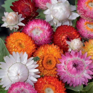 Flor de paja mezcla