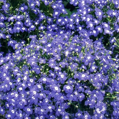 Lobelia colgante 'Saphir' azul