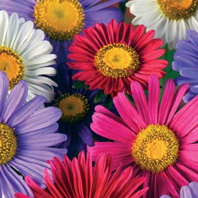 Áster de verano 'Chinensis mix'