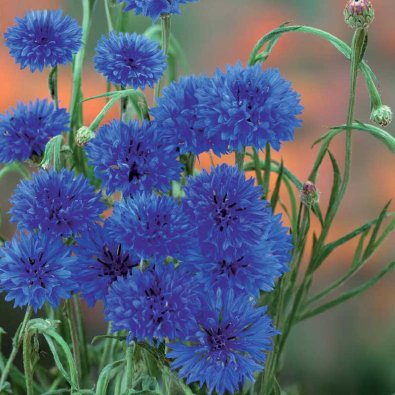 Aciano 'Blue Boy'