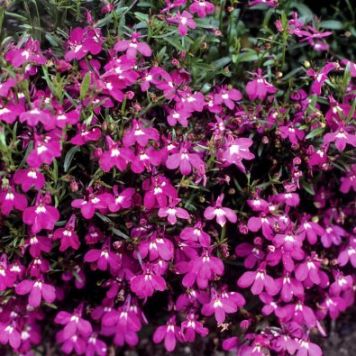 Lobelia colgante 'Red Cascade'