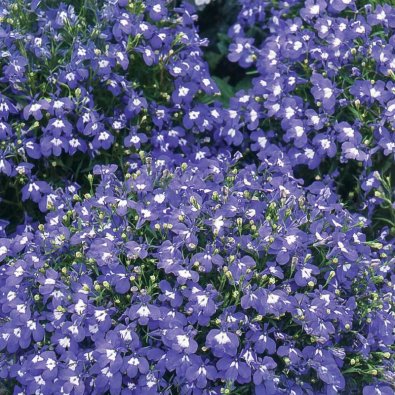 Lobelia colgante 'Saphir'