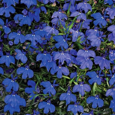 Lobelia de borde 'Crystal Palace'