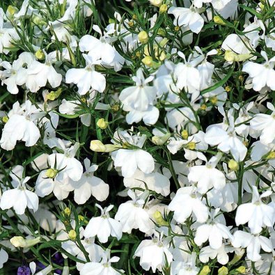 Lobelia de borde 'Snowball'