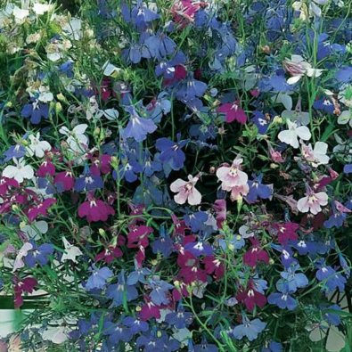 Lobelia colgante 'Cascade Mix'