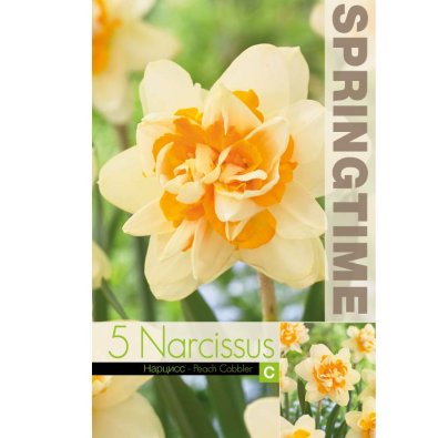 Narciss ’Peach Cobbler’