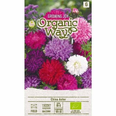 Aster de verano 'Standy'