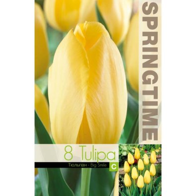 Tulpan ’Big Smile’