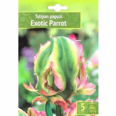Tulipán 'Exotic Parrot'
