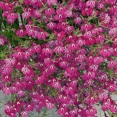Lobelia 'Red Cascade'