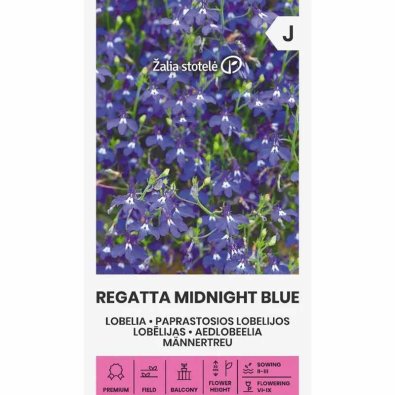 Lobelia colgante 'Midnight blue'