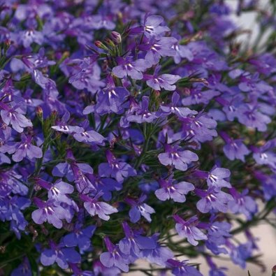 Lobelia colgante 'Blue Carpet'