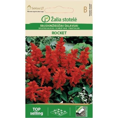 Salvia escarlata 'Rocket'