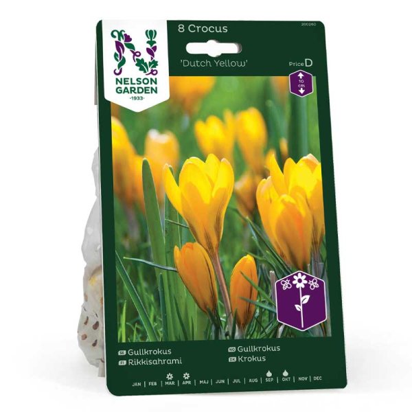Crocus dorado 'Dutch Yellow'