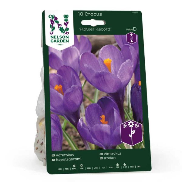 Crocus de primavera 'Flower Record'