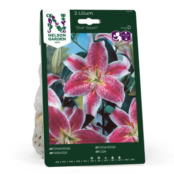 Lirio oriental 'Star Gazer'