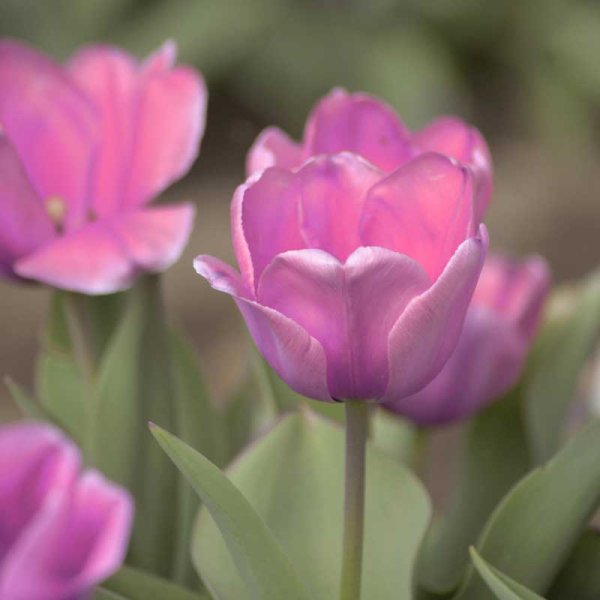 Tulipán Darwin 'Pink Impression'