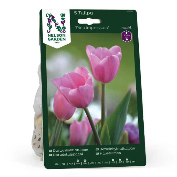 Tulipán Darwin 'Pink Impression'