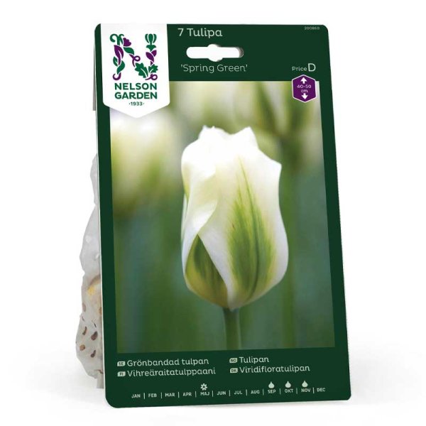 Tulipán viridiflora 'Spring Green'