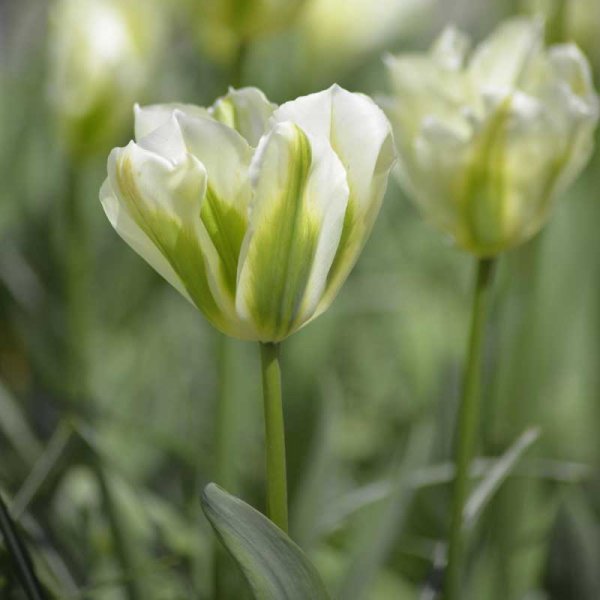 Tulipán viridiflora 'Spring Green'