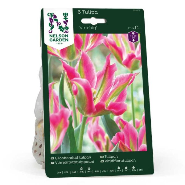 Tulipán viridiflora 'Virichig'