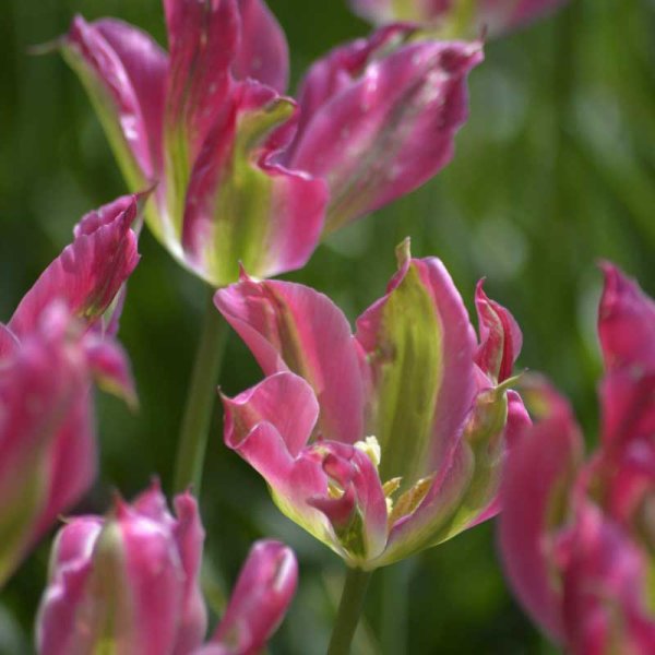 Tulipán viridiflora 'Virichig'