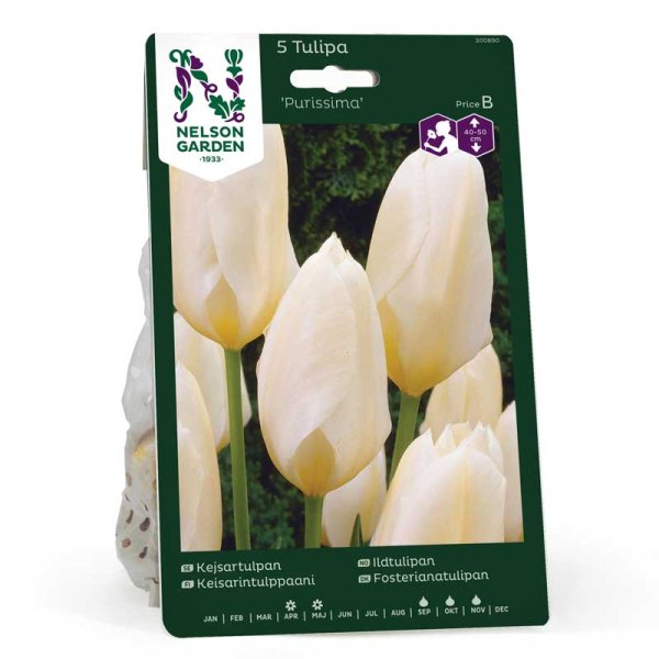 Tulipán emperador 'Purissima'