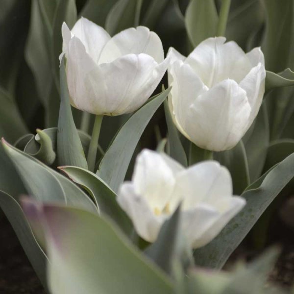 Tulipán emperador 'Purissima'