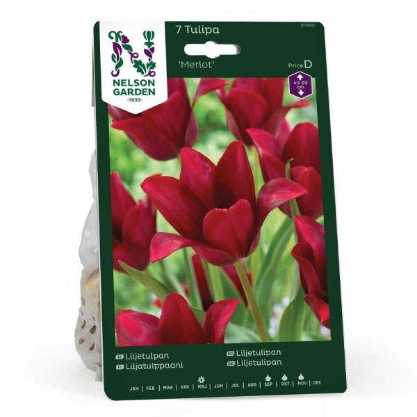 Tulipán flor de lirio 'Merlot'