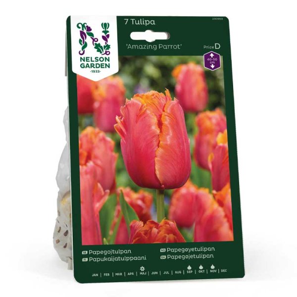 Tulipán loro 'Amazing Parrot'