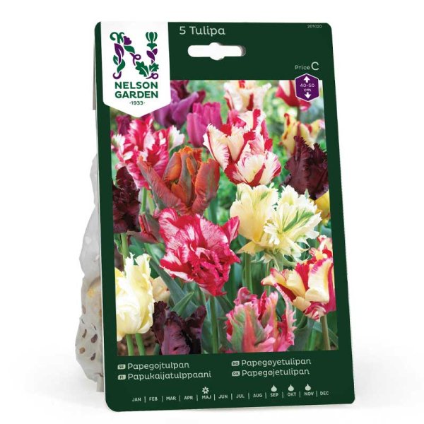 Tulipán loro colores mezclados