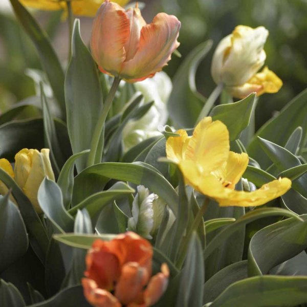 Tulipán loro colores mezclados