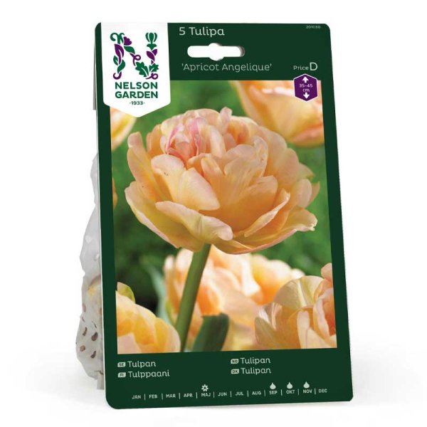 Tulipán 'Apricot Angelique'