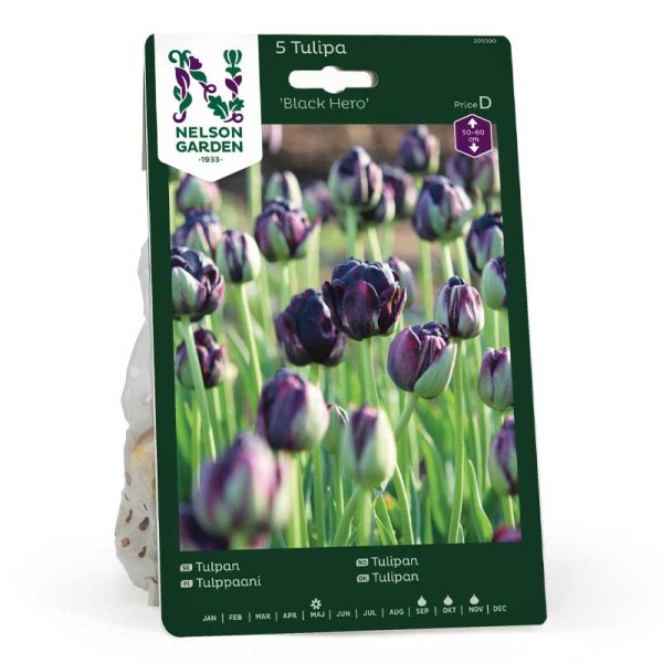 Tulipán 'Black Hero'