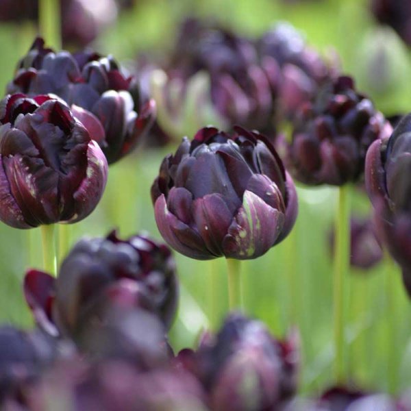 Tulipán 'Black Hero'