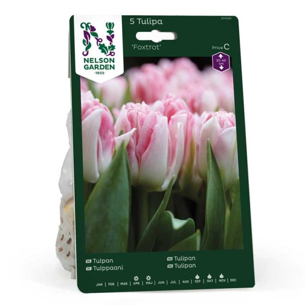 Tulipán 'Foxtrot'