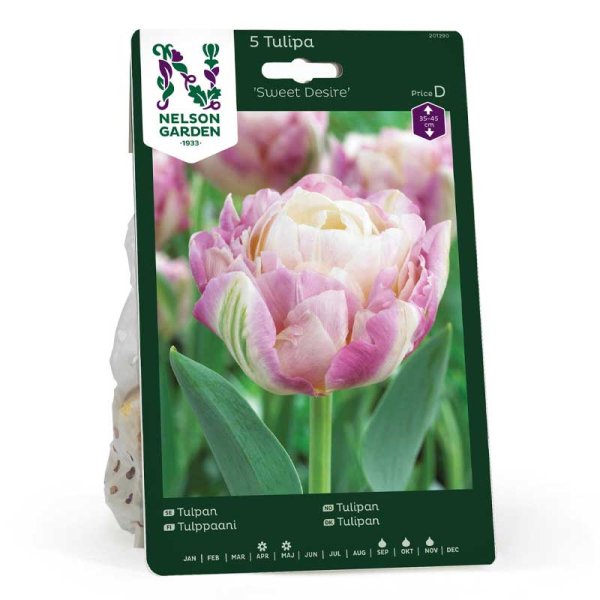 Tulipán 'Sweet Desire'