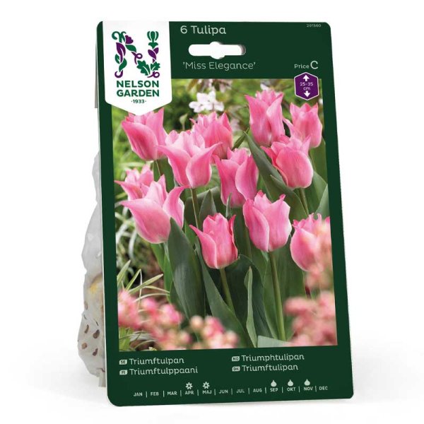 Tulipán triunfo 'Miss Elegance'