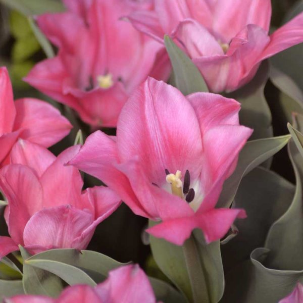 Tulipán triunfo 'Miss Elegance'