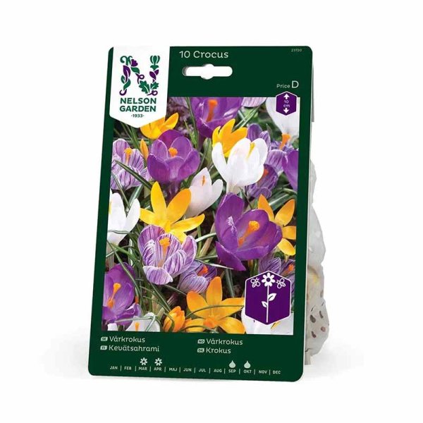 Crocus de primavera