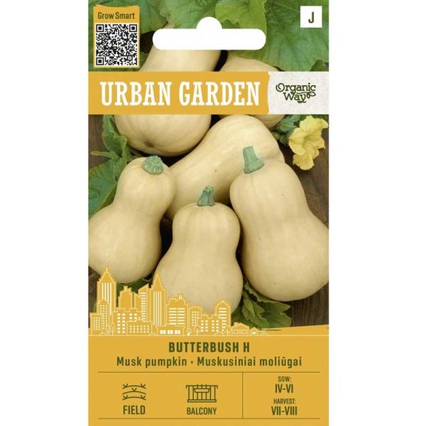 Calabaza ’Butterbush H’