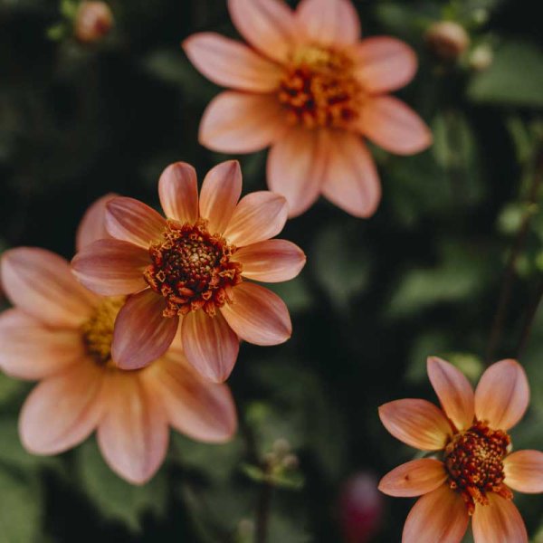 Dalia anémona 'Totally Tangerine'