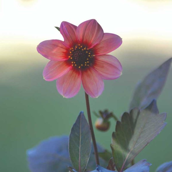 Dalia sencilla de jardín 'Happy Single Kiss'