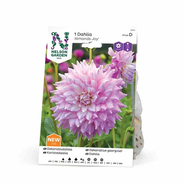 Dalia decorativa 'Almands Joy'