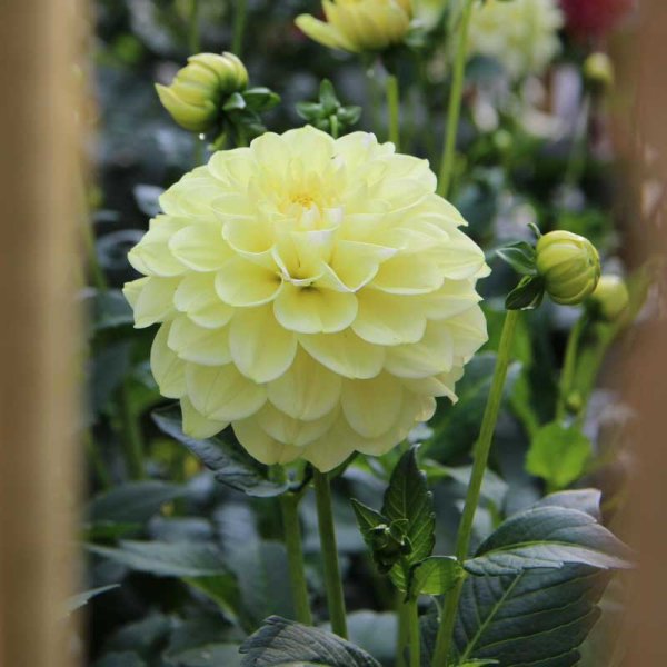 Dalia decorativa 'Caramel Antique'