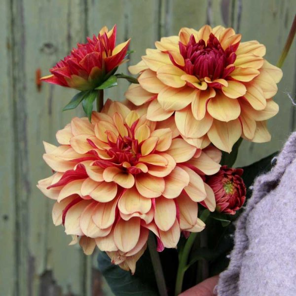Dalia decorativa 'Creme de Cognac'