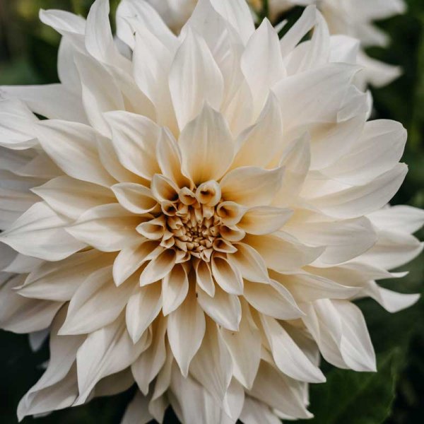 Dalia decorativa 'Café au Lait'