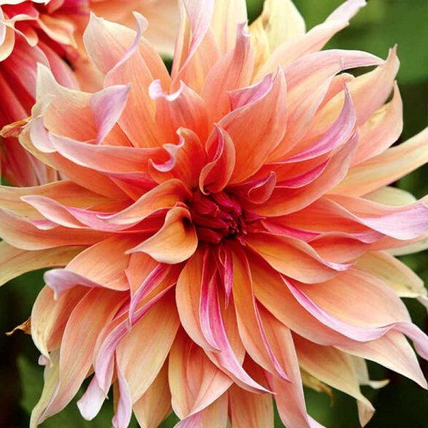 Dalia decorativa 'Labyrinth'