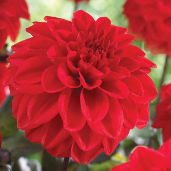 Dalia decorativa 'Ellen Houston'