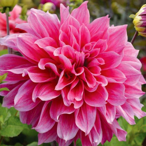 Dalia decorativa 'Emory Paul'